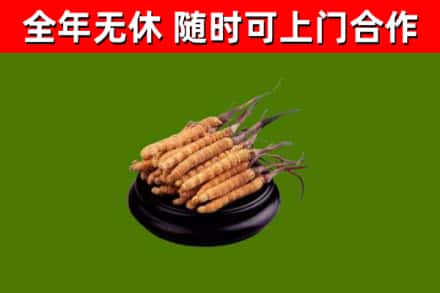 靖边县回收散虫草
