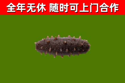 靖边县回收海参干